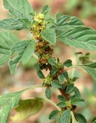 Amaranthus graecizans