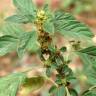 Fotografia 1 da espécie Amaranthus graecizans do Jardim Botânico UTAD