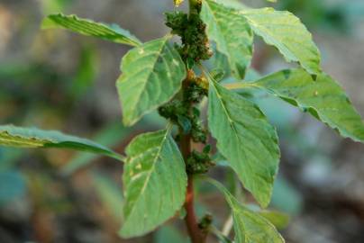 Fotografia da espécie Amaranthus graecizans