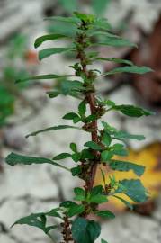 Fotografia da espécie Amaranthus graecizans