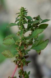 Fotografia da espécie Amaranthus graecizans