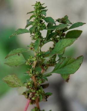 Fotografia 4 da espécie Amaranthus graecizans no Jardim Botânico UTAD