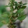 Fotografia 4 da espécie Amaranthus graecizans do Jardim Botânico UTAD