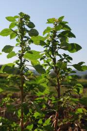 Fotografia da espécie Amaranthus graecizans