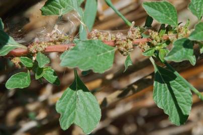 Fotografia da espécie Amaranthus graecizans