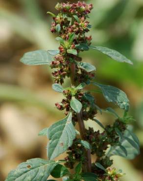 Fotografia 11 da espécie Amaranthus graecizans no Jardim Botânico UTAD