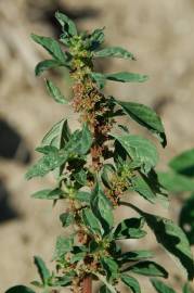 Fotografia da espécie Amaranthus graecizans