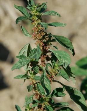 Fotografia 12 da espécie Amaranthus graecizans no Jardim Botânico UTAD