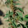 Fotografia 12 da espécie Amaranthus graecizans do Jardim Botânico UTAD