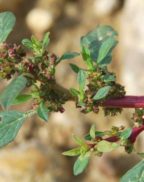 Fotografia 13 da espécie Amaranthus graecizans no Jardim Botânico UTAD