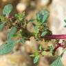 Fotografia 13 da espécie Amaranthus graecizans do Jardim Botânico UTAD