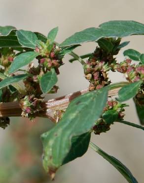 Fotografia 14 da espécie Amaranthus graecizans no Jardim Botânico UTAD