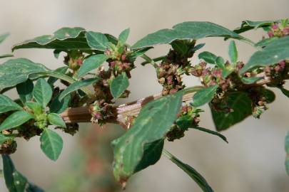 Fotografia da espécie Amaranthus graecizans