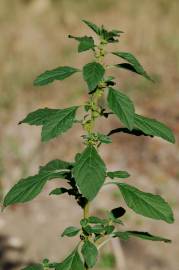 Fotografia da espécie Amaranthus graecizans