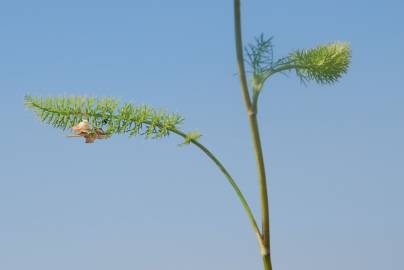 Fotografia da espécie Ammoides pusilla