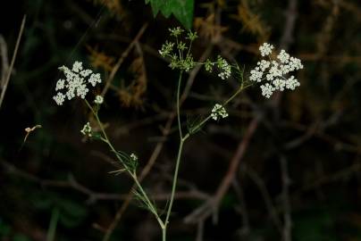 Fotografia da espécie Ammoides pusilla