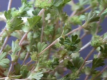 Fotografia da espécie Aphanes microcarpa