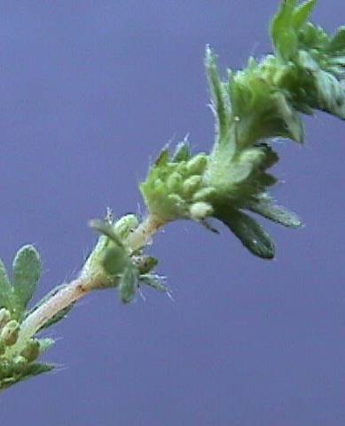 Fotografia de capa Aphanes microcarpa - do Jardim Botânico