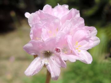Fotografia da espécie Armeria gaditana