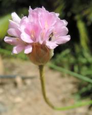 Fotografia da espécie Armeria gaditana