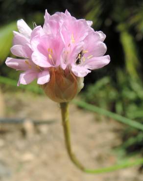 Fotografia 1 da espécie Armeria gaditana no Jardim Botânico UTAD