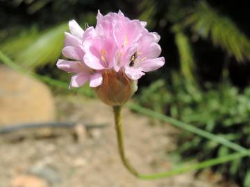 Fotografia da espécie Armeria gaditana