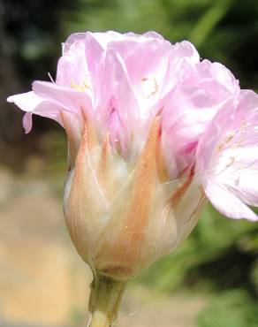 Fotografia 3 da espécie Armeria gaditana no Jardim Botânico UTAD