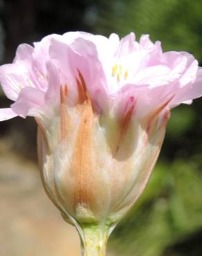 Fotografia 4 da espécie Armeria gaditana no Jardim Botânico UTAD