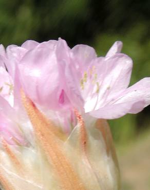 Fotografia 5 da espécie Armeria gaditana no Jardim Botânico UTAD