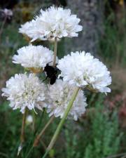 Fotografia da espécie Armeria transmontana