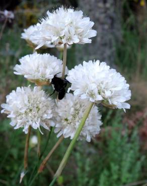 Fotografia 1 da espécie Armeria transmontana no Jardim Botânico UTAD