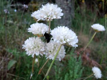 Fotografia da espécie Armeria transmontana