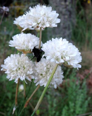 Fotografia de capa Armeria transmontana - do Jardim Botânico