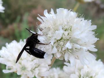 Fotografia da espécie Armeria transmontana