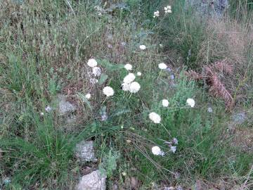 Fotografia da espécie Armeria transmontana