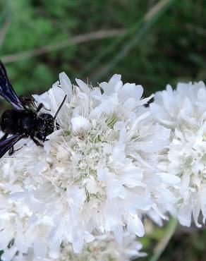 Fotografia 5 da espécie Armeria transmontana no Jardim Botânico UTAD