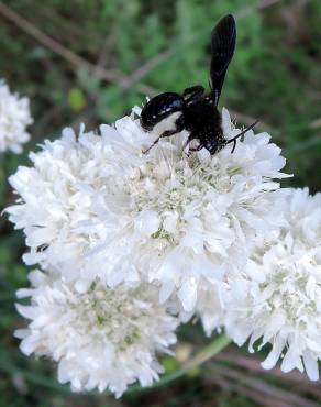 Fotografia 6 da espécie Armeria transmontana no Jardim Botânico UTAD