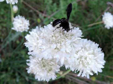 Fotografia da espécie Armeria transmontana