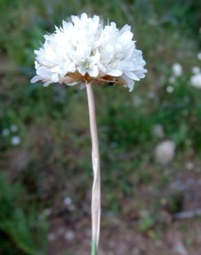 Fotografia 7 da espécie Armeria transmontana no Jardim Botânico UTAD