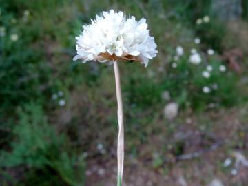 Fotografia da espécie Armeria transmontana