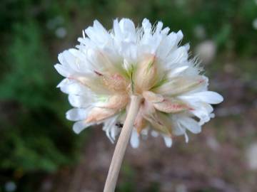 Fotografia da espécie Armeria transmontana