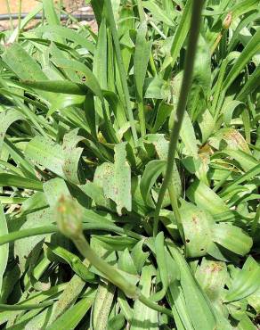 Fotografia 6 da espécie Armeria gaditana no Jardim Botânico UTAD