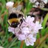 Fotografia 6 da espécie Armeria welwitschii do Jardim Botânico UTAD