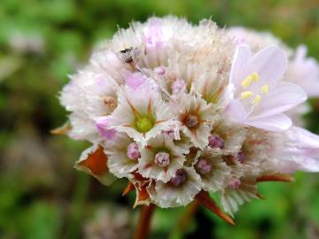 Fotografia da espécie Armeria welwitschii