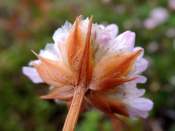 Fotografia da espécie Armeria welwitschii