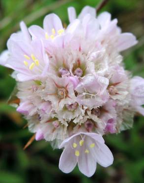 Fotografia 12 da espécie Armeria welwitschii no Jardim Botânico UTAD