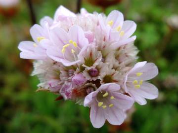 Fotografia da espécie Armeria welwitschii