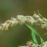 Fotografia 3 da espécie Artemisia verlotiorum do Jardim Botânico UTAD