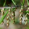 Fotografia 8 da espécie Artemisia verlotiorum do Jardim Botânico UTAD