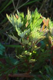 Fotografia da espécie Artemisia vulgaris